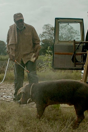 SR. PIG